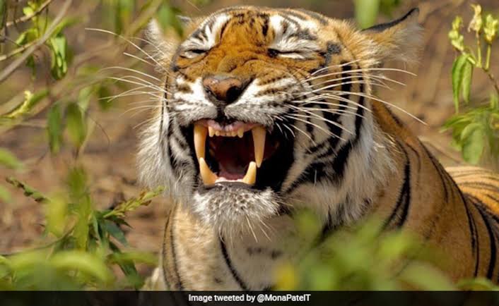 कॉर्बेट टाइगर नेशनल पार्क के जंगल में बाघ ने महिला को बनाया निवाला, ग्रामीणों में दहशत