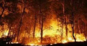 प्रदेश भर में 54 जगह जंगलों में लगी आग, 146 लोगों के खिलाफ जंगल जलाने का केस दर्ज