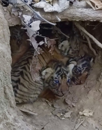 अच्छी खबर: राजाजी टाइगर रिजर्व के पश्चिमी भाग में एक बाघिन ने चार शावकों को दिया जन्म