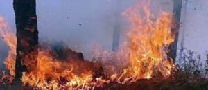 नैनीताल जिले में लगातार बढ़ते जा रहे वनाग्नि के मामले, कई जगह वन विभाग के अधिकारी व कर्मचारी आग बुझाने में जुटे