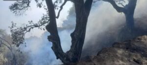 उत्तराखंड में लगातार धधक रहे जंगल, बद्रीनाथ वन प्रभाग के अधिकारी व कर्मचारी की मदद से आग पर पाया काबू