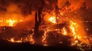 दुखद खबर: जंगल की आग में जलने से युवक की मौत