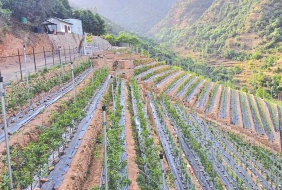 सेबाग बना सेब बागवानों का आकर्षण का केंद्र 