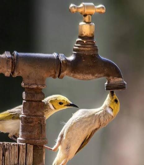 बढ़ती बसावट, बढ़ता तापमान