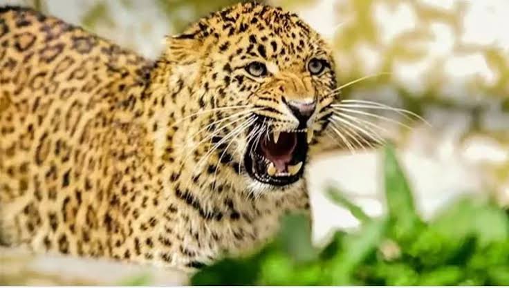 दुखद: गुलदार ने 17 वर्षीय युवक को बनाया अपना निवाला