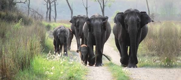 वन्यजीवों की सुरक्षा को लेकर राजाजी टाइगर रिजर्व पार्क में रेड अलर्ट जारी