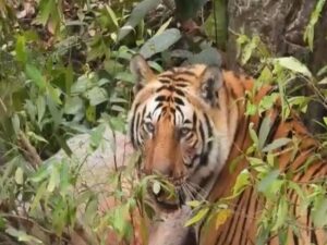रुद्रप्रयाग: महिला को मारने वाले गुलदार को वन विभाग की टीम ने किया ढेर