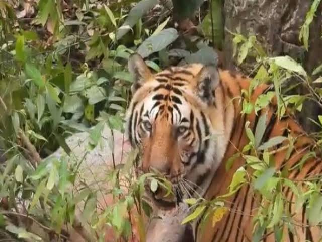 रुद्रप्रयाग: महिला को मारने वाले गुलदार को वन विभाग की टीम ने किया ढेर