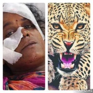 गढ़वाल: गुलदार ने घर में घुसकर महिला पर किया हमला, स्थानीय लोगों में दहशत का माहौल