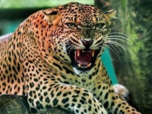 गुलदार का नौ साल के बच्चे पर हमला, लोगों में दहशत का माहौल 
