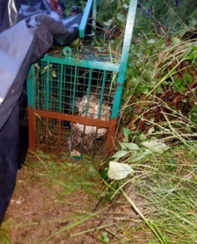 पौड़ी गढ़वाल: चार वर्षीय बालिका को निवाला बनाने वाला गुलदार हुआ पिंजरे में कैद