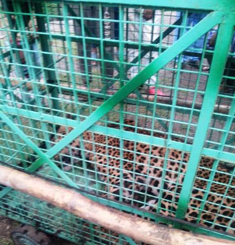 पौड़ी: हमलावर गुलदार को किया पिंजरे में कैद