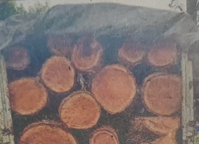 वन विभाग ने बड़ी कार्रवाई: तुन की अवैध लकड़ी से लदी जीप सीज