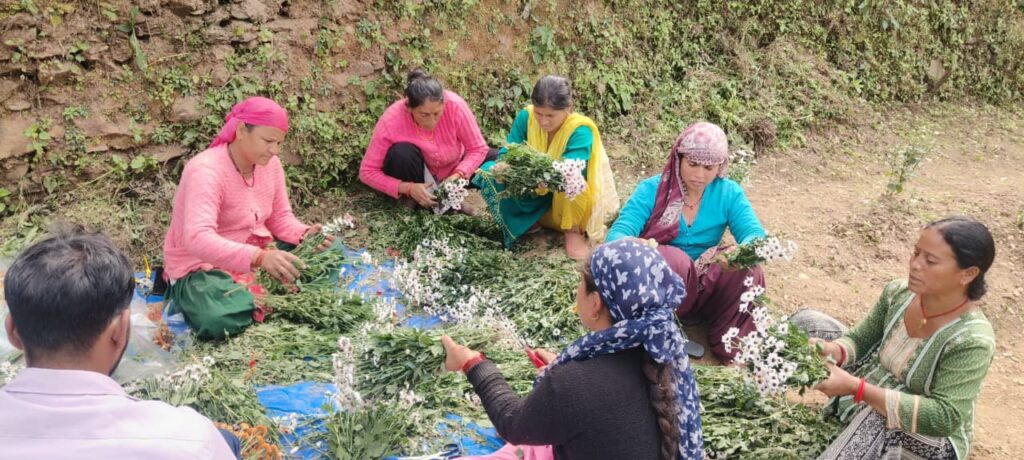 उत्तराखंड: सूबे में सामूहिक खेती से आबाद हो रहे बंजर खेत