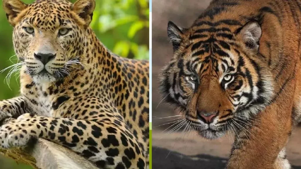 वन्यजीव हमलों पर केंद्र गंभीर, राज्यों के माध्यम से यथासंभव मदद