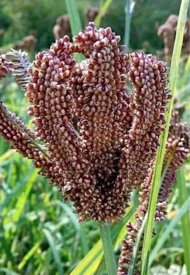 214 केंद्रों से 42 हजार कुंतल से अधिक मंडुवा खरीद, 167 करोड़ रुपये सीधे किसानों के खातों में