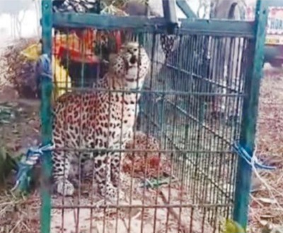 तेंदुआ वन विभाग के पिंजरे में कैद, स्थानीय निवासियों को बड़ी राहत