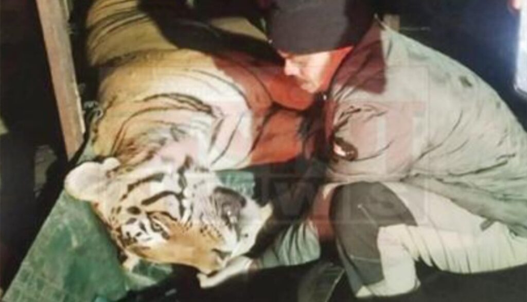 उत्तराखंड: बुजुर्ग महिला को शिकार बनाने वाले आदमखोर बाघ को पकड़ा