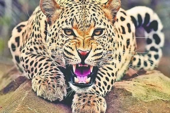 गुलदार ने जंगल में चारा लेने गई महिला को बनाया निवाला, क्षेत्र में दहशत का माहौल