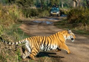 उत्तराखंड: बाघों की सुरक्षा के लिए पांच सौ कर्मी तैनात