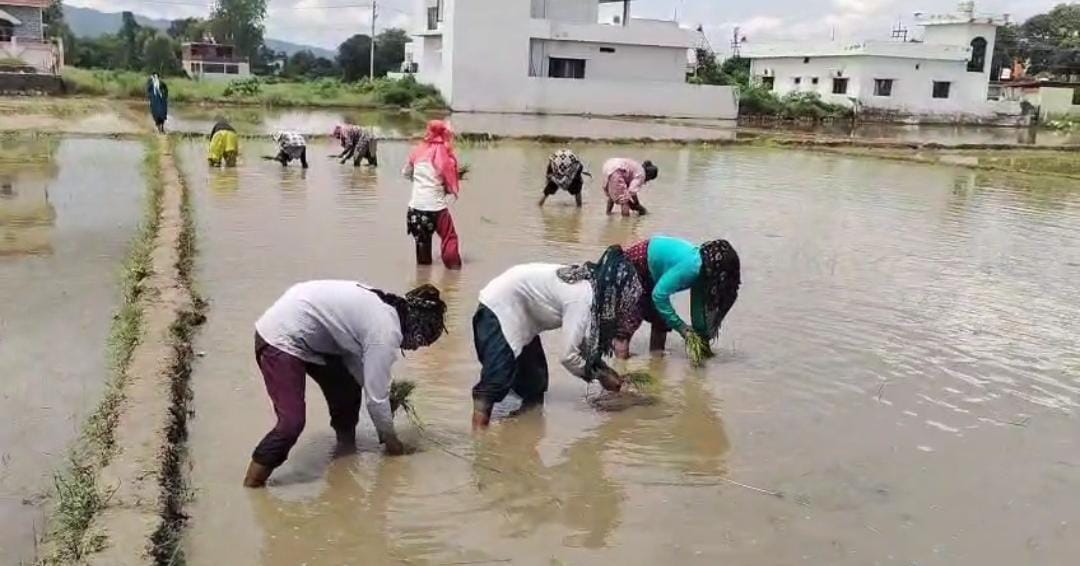 देहरादून: विलुप्त होती दून बासमती की खुशबू फिर लौटेगी